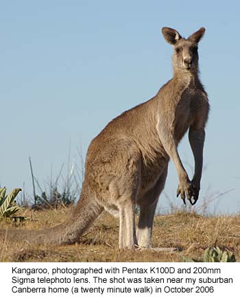 Kangaroo shot on Pentax K100D